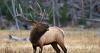 Fish & Game proposes moving and killing elk that are damaging agricultural land