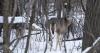 DNR: Do not put out food or shelter for wildlife, even in frigid temperatures