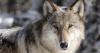 Female wolf translocated to Colorado from Canada dies, leaving 8 surviving animals from January 2025 release