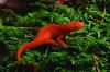 WVDNR Launches Eastern Newt Citizen Science Survey