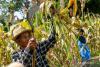 Indonesia promotes sorghum noodles to boost food security