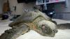 Colder weather isn't kind to Florida's sea turtles
