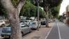 Tel Aviv residents battle aging ficus trees