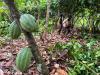 Ivory Coast regulator to buy 100,000 tons of surplus cocoa, minister says