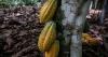 Ivory Coast: Cocoa industry in limbo as prices fall