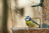 Grab your binoculars: Luxembourg residents invited to tally garden birds from 23–25 January