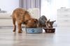 Vafo restructures into individual pet-food units