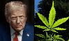 Giving Trump A Marijuana Business License Would Help Convince Him To Back Legalization, Democratic Senator Says