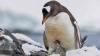Will penguins win against climate change? Science has the answer
