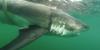 Great white shark spotted in Alabama waters near Dauphin Island