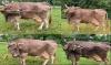 Austrian cow stuns scientists as first known cow to use tools