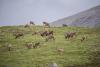 Porcupine Caribou Herd, in Alaska oil debate spotlight, sustains population decline