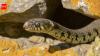 Why are snakes leaving hibernation early? Could they be sensing upcoming earthquakes and natural disasters