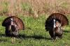 Deadline approaching to apply for an Arkansas wildlife management area turkey hunt permit