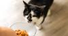 Pet food in 2026: Premiumisation and ‘humanisation’ drives growth