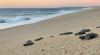 From Sand to Science: Become a Sea Turtle Patroller Today