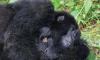 Rare twins born in DRC raise hopes for endangered mountain gorillas