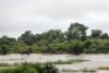 Kruger Park suffers 'devastating' damage from floods
