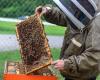 Build a stronger hive at the 31st Annual Alabama Beekeepers Symposium in Hanceville 