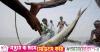 Indoor hilsa farming to debut in Bangladesh as PRAN-RFL plans Tk430cr JV