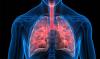 Scientists develop ‘lung-on-a-chip’ to study respiratory infections