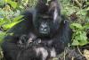 Rare Gorilla Twins Born in Democratic Republic of Congo Nature Park