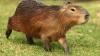 Capybaras are so chill. Can you legally own one in Delaware as a pet?