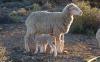 Deep dive into SA’s Merino wool industry and the luxury textile market