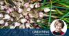 Garlic for sophisticates: which varieties are worth growing, and how