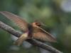 Ancient forest in Ecuador is the last stand for tiny hummingbird facing extinction