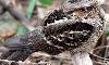 Egyptian Nightjar Returns to Wadi Wurayah National Park after Five-Year Absence