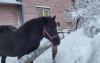 Hermon the Estonian draft horse enjoying third winter in downtown Tartu