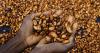 Ivory Coast to buy entire stockpile of cocoa beans as stocks pile up