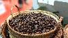 Laos launches Asia’s first hydrogen-powered coffee roasting plant to boost exports, sustainable production 