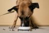 How much food to feed your dog after study finds more than half in the UK are overweight