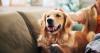 6 Dog Breeds Vets Say Are Perfect for Every Lifestyle