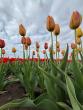 Tulip fields, Alabama Tulip Festival coming to Cullman’s 4D Farm 