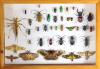 From Science to Status Symbols: Why Antique Insect Collections Can Sell for $20,000