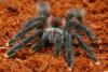 Discover the Nine-Inch Giants and Star Wars Ewok Tarantulas That Inhabit Peru