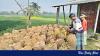 Incentive fails to reach potato farmers hit by throwaway prices