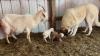 Arkansas farm celebrates birth of two goats during winter storm