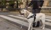 A human rights blind spot as Cyprus still lacks legal protection for guide dogs