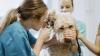 How to save thousands on your vet bills – and help the environment