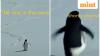 Why the ‘Nihilist Penguin’ went viral — Psychology, memes and the science