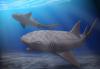 Science A-Z Animals A Major Revision to the Story of Large Shark Evolution