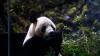 Last two pandas in Japan are leaving for China as ties are strained