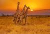 4 Species of Giraffe Explained: How Scientists Rethought the Classification of Giraffa