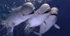 Alaska’s Beluga Whales Have Wild Sex Lives—and It Keeps Them Alive