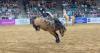 Colorado bronc rider injured at NWSS rodeo