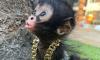 Pet monkeys 'could be seized and killed' in England as ban looms amid social media trend